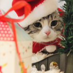 【PUYOSU】 New Christmas Pet Hat, Headband, Hair Accessories & Scarf Set – Cute Santa Claus Design for Dogs & Cats